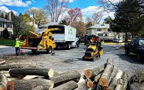 Best Palm Tree Trimming  in Carbondale, CO