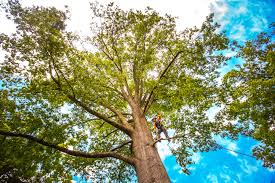 Best Pest Control for Lawns  in Carbondale, CO