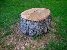 Best Leaf Removal  in Carbondale, CO