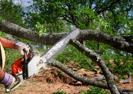 Best Commercial Tree Services  in Carbondale, CO