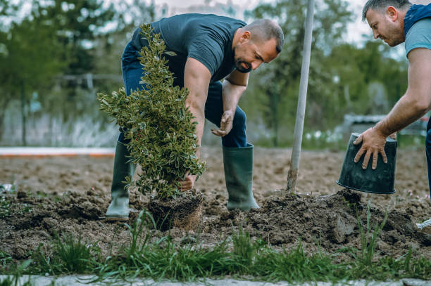 Best Lawn Drainage Solutions  in Carbondale, CO
