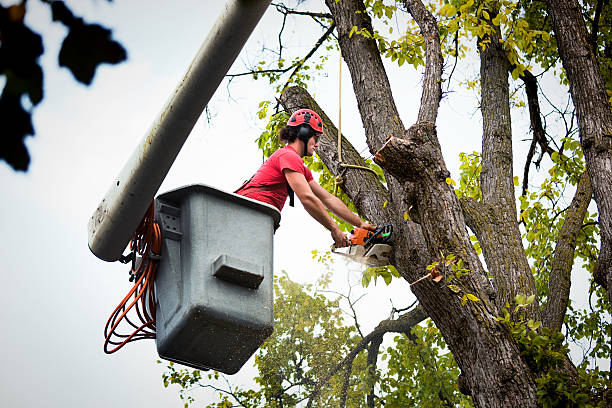 Best Arborist Consultation Services  in Carbondale, CO