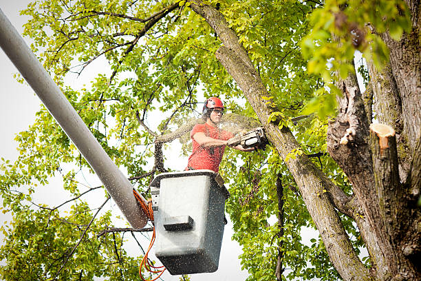 Best Root Management and Removal  in Carbondale, CO