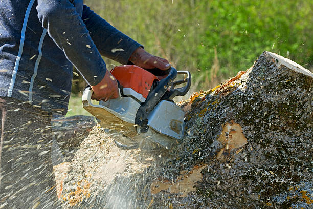 Best Lawn Renovation and Restoration  in Carbondale, CO